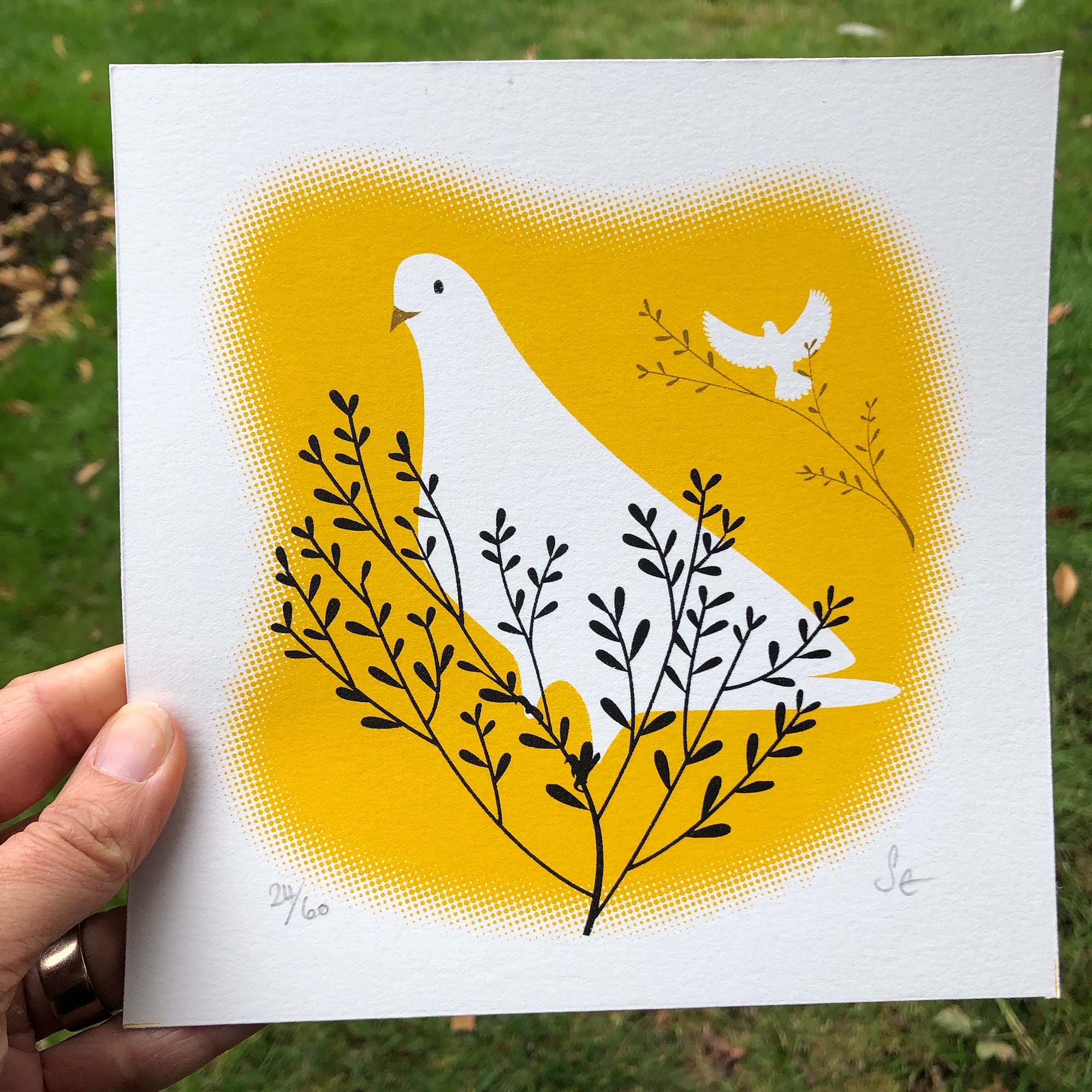 white dove yellow